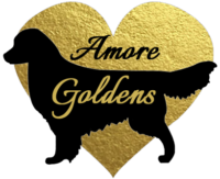 Amore Goldens